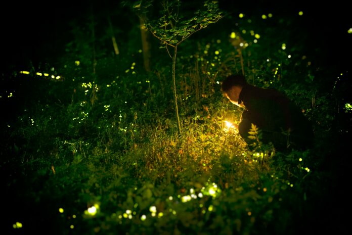 Piante che emettono luce un futuro green | Osservatorio C Quadra